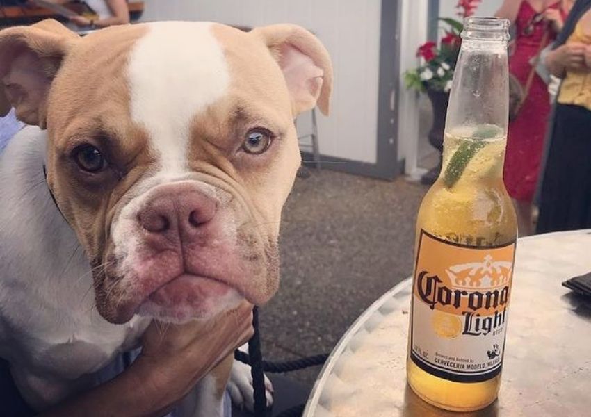 dog friendly restaurants