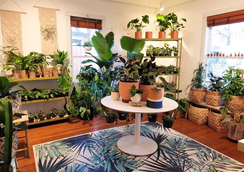 Oasis Plant Shop