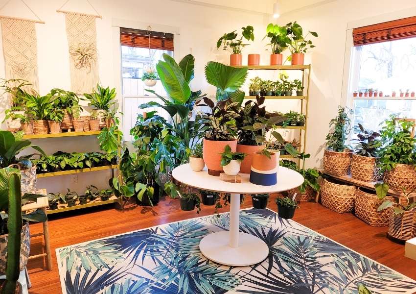 Plants in Dallas