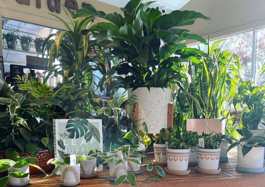 Walton's Garden Center-dallas-stufftodoindallas