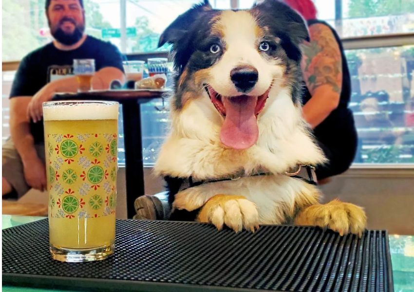 dog friendly