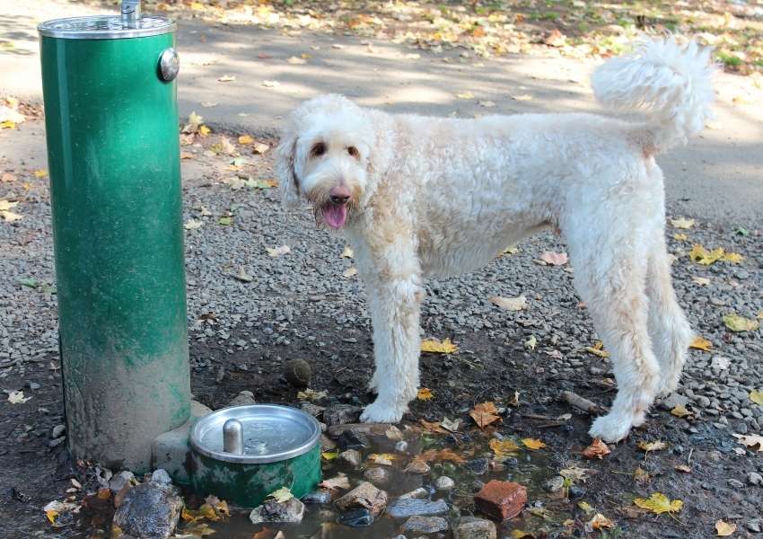 dog parks in Dallas
