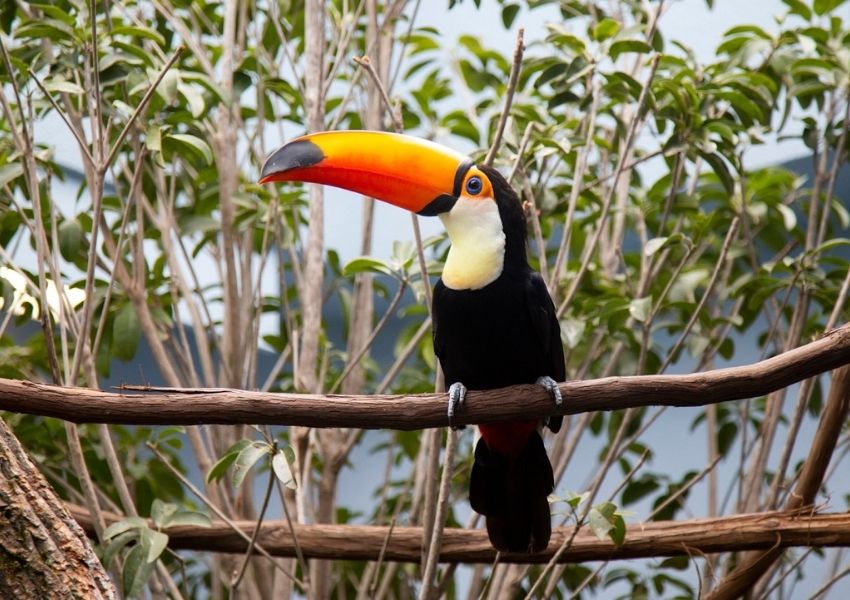 National Aviary Pittsburgh