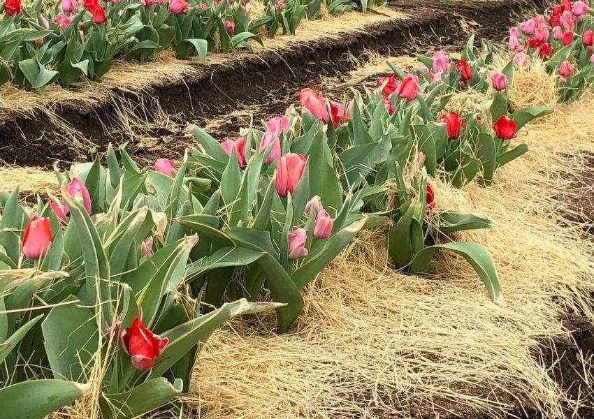 spring date ideas in Austin