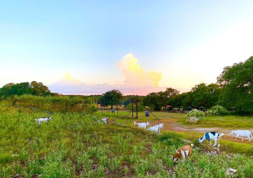 breweries in austin