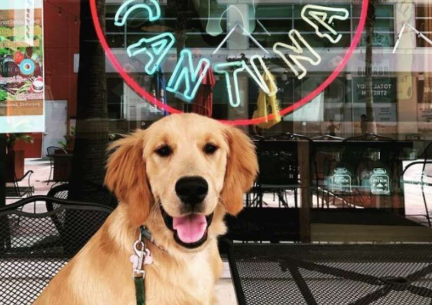 pet friendly places dog friendly spots dog friendly places in tampa