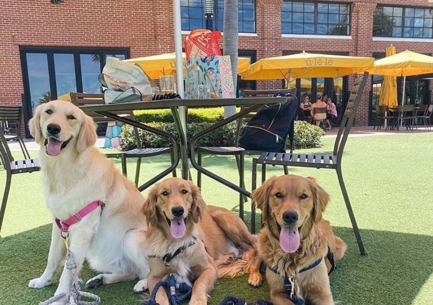 dog friendly restaurants