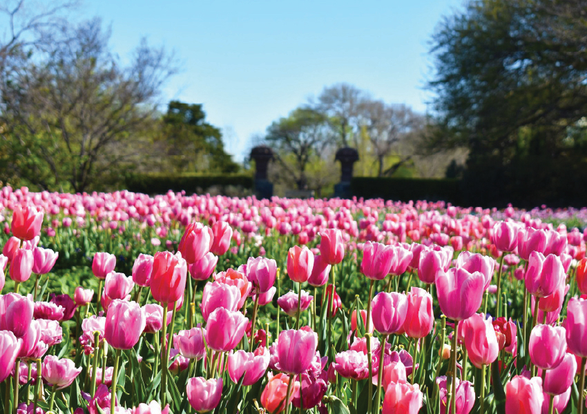 Dallas Arboretum and Botanical Garden