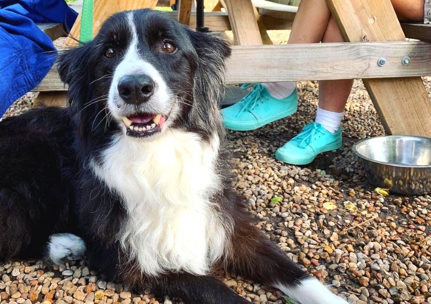 dog friendly restaurants