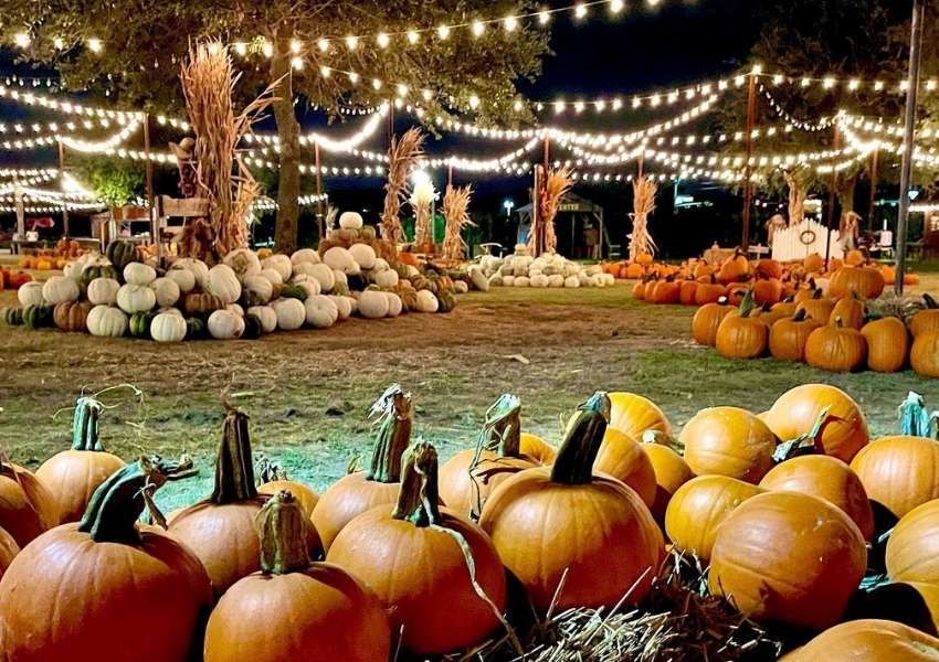 Pumpkin Patches in Dallas