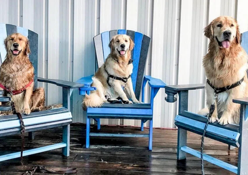dog friendly places