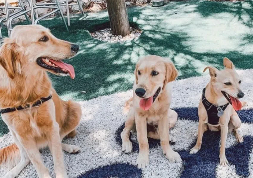 Dog Friendly Restaurants