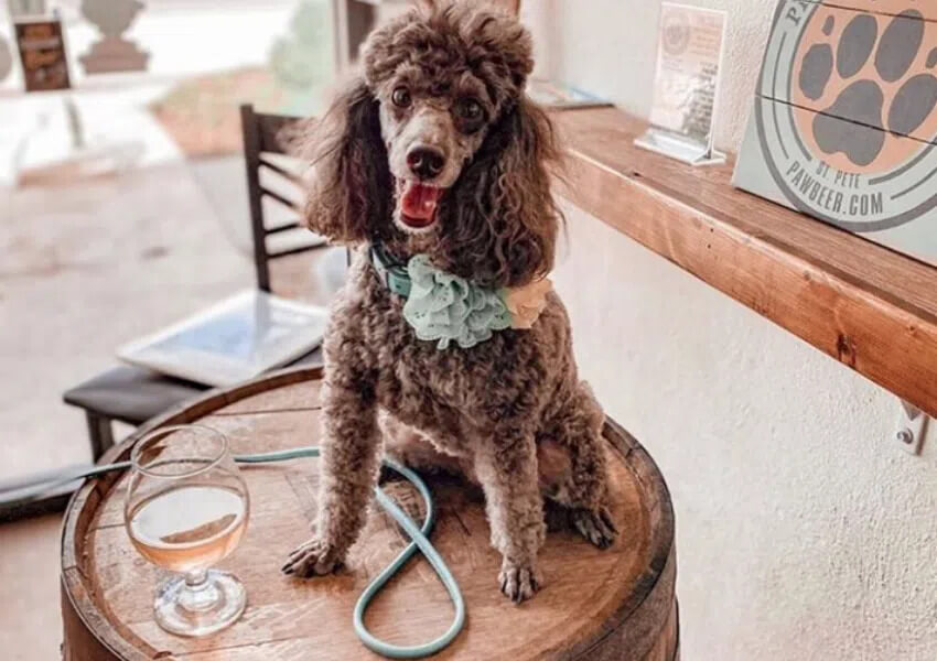 Dog Friendly Restaurants