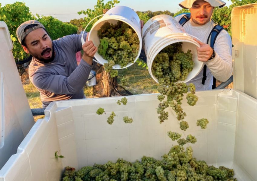Austin wineries
