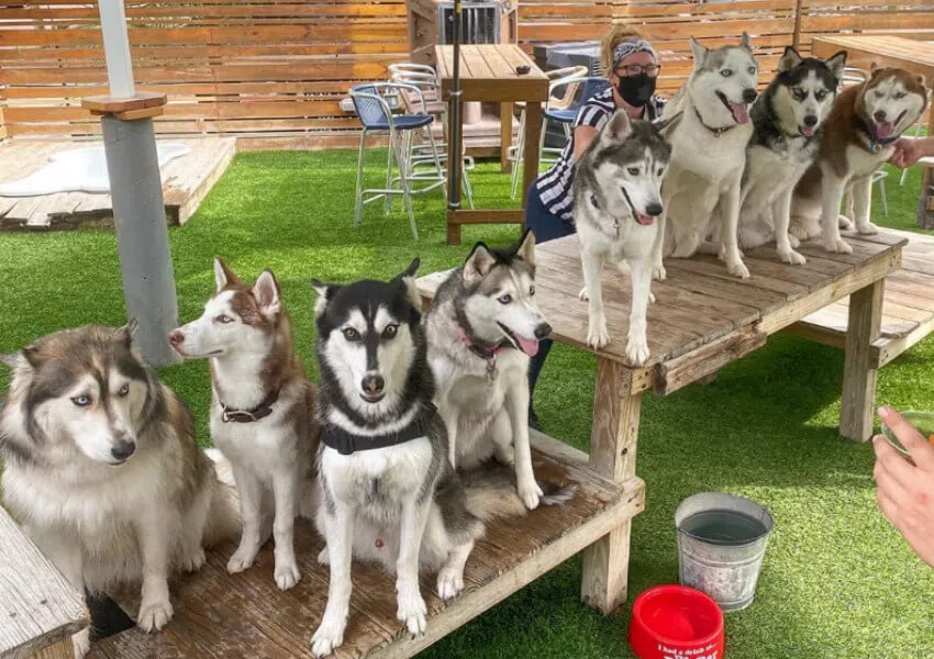 Dog Friendly Restaurants