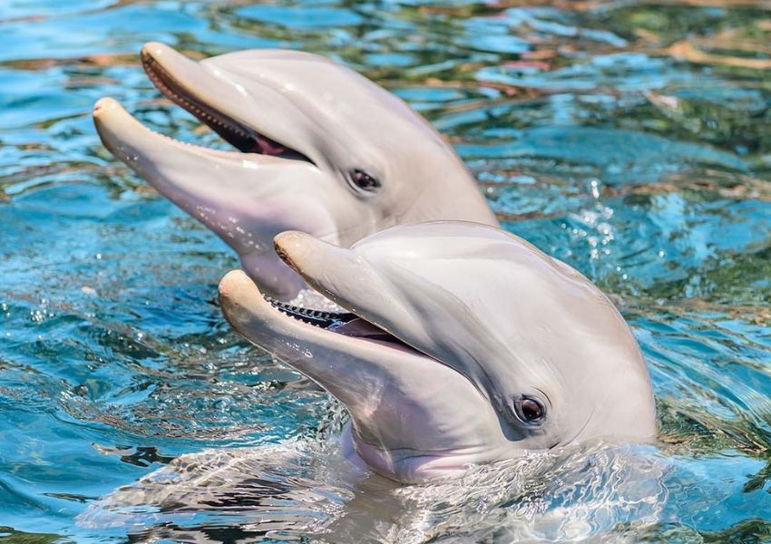 things to do at SeaWorld