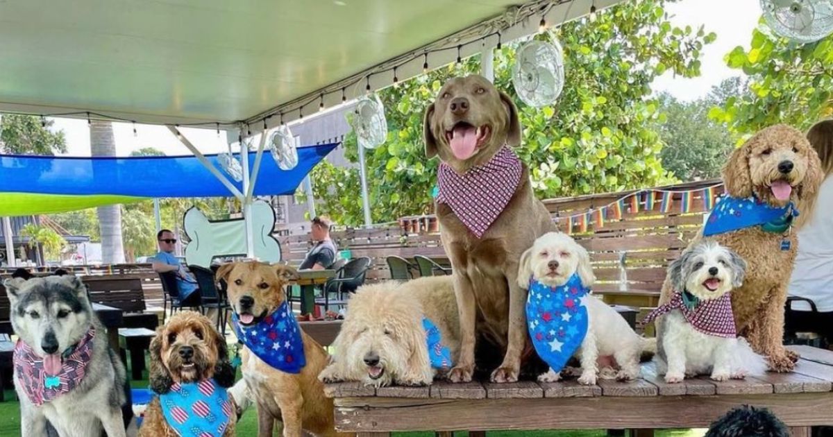 Dog-Friendly Restaurants in Tampa Bay to Bring Your Furry Friend