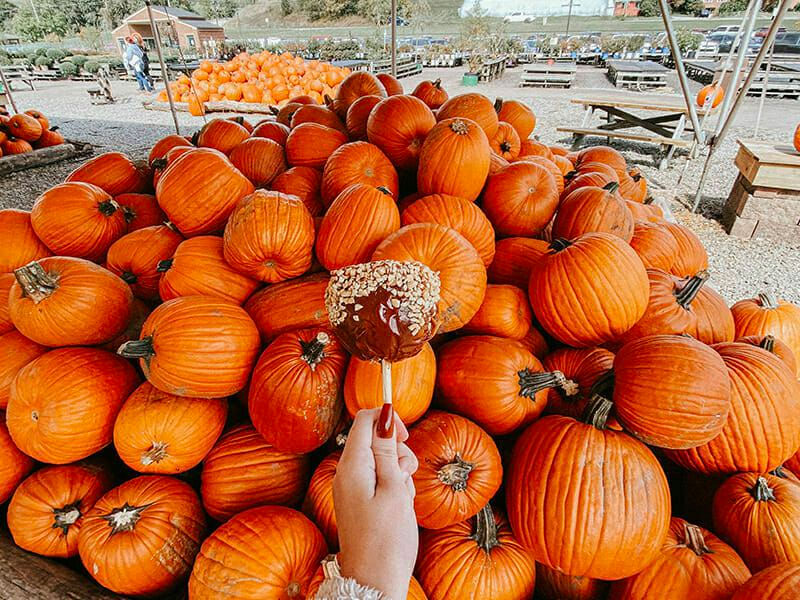 Pumpkin Patches in Pittsburgh
