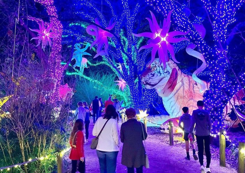 holiday lights - houston zoo