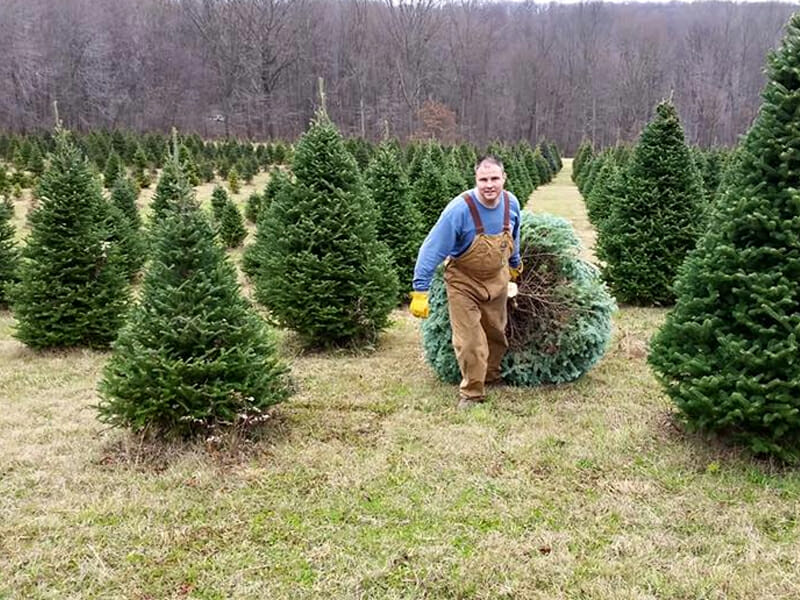Pine Hill Farm Christmas Tree Farms