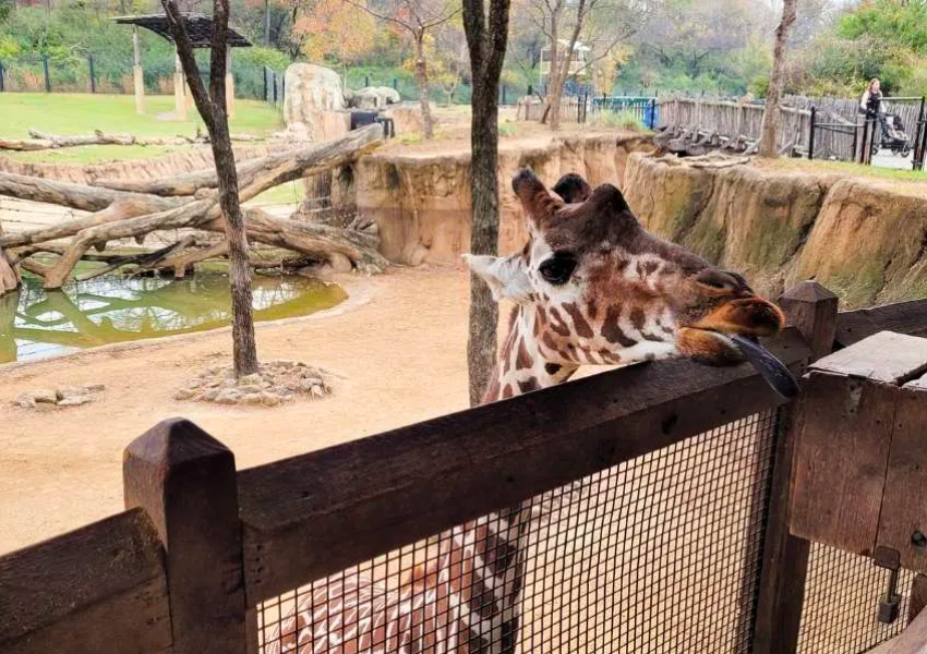 Dallas Zoo | Fun activities for adults in Dallas