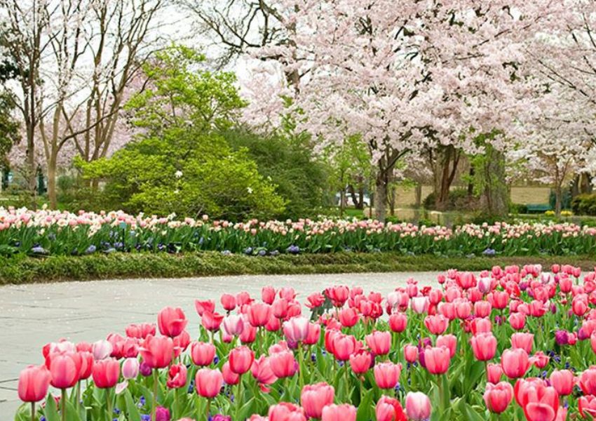 Dallas Arboretum