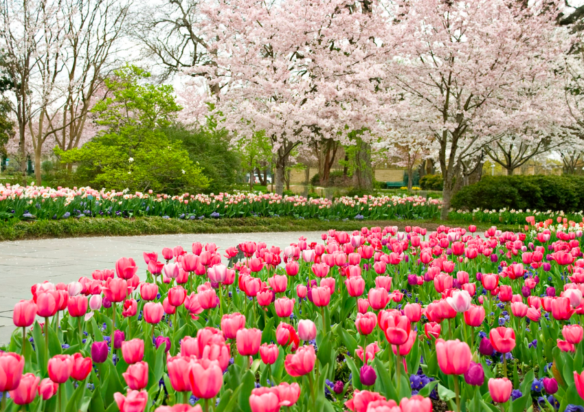 Things to do in Dallas this weekend