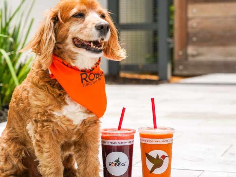 dog friendly places sparkman wharf dog friendly places near me