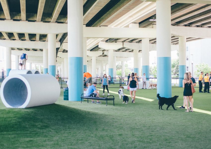 pet friendly places dog friendly spots dog friendly places in tampa