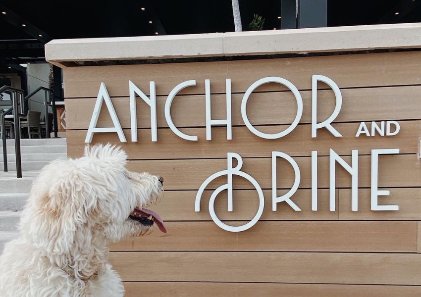 dog friendly restaurants on water street