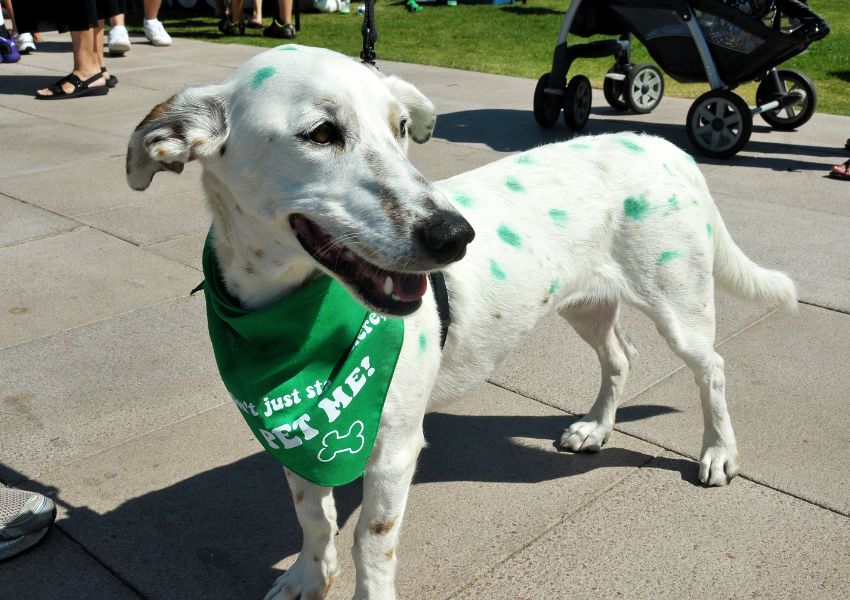 dog friendly places sparkman wharf dog friendly places near me
