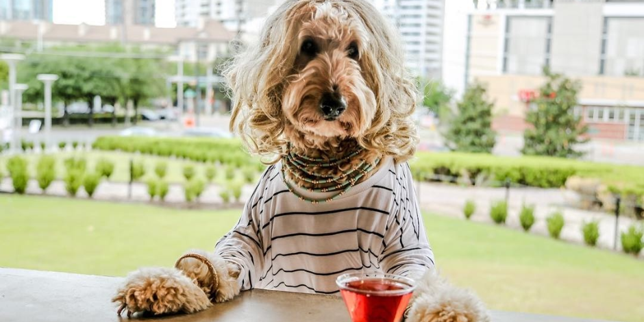 Pupchella at Happiest Hour