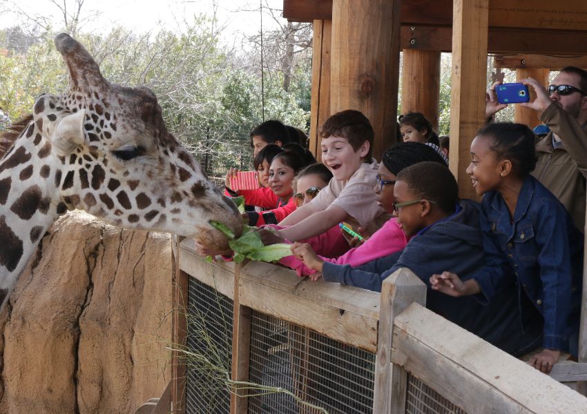 Accessible Zoo