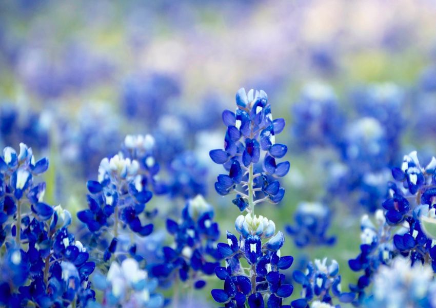 bluebonnets in dallas