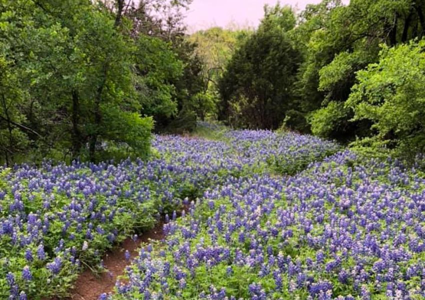bluebonnets dallas