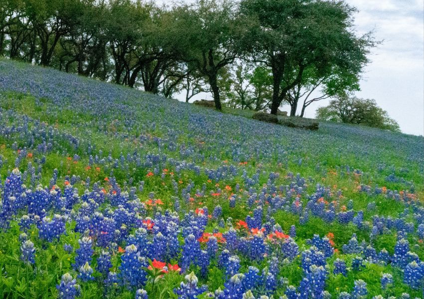 bluebonnets in dallas