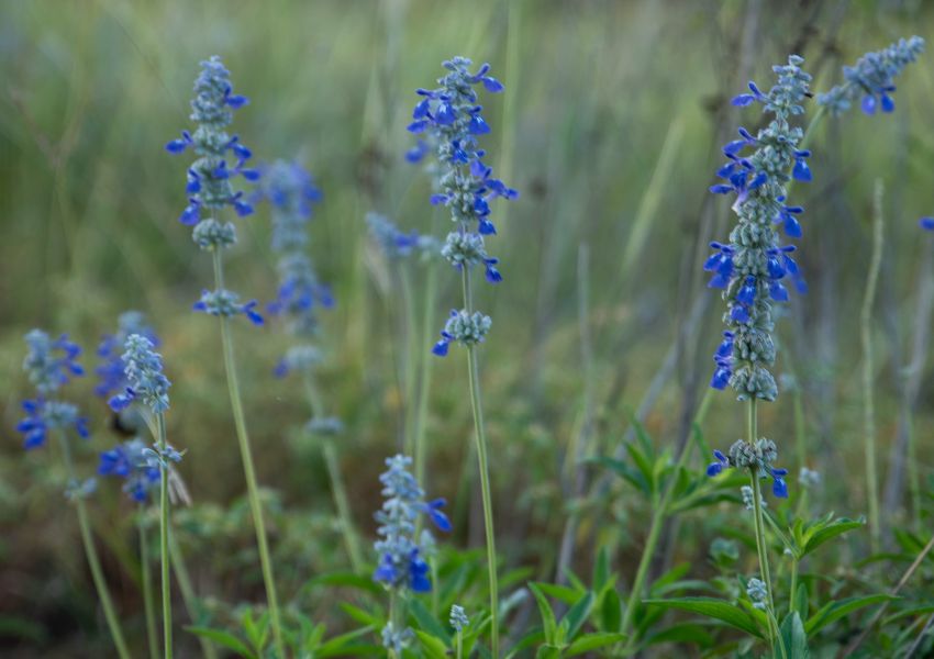 bluebonnets in dallas
