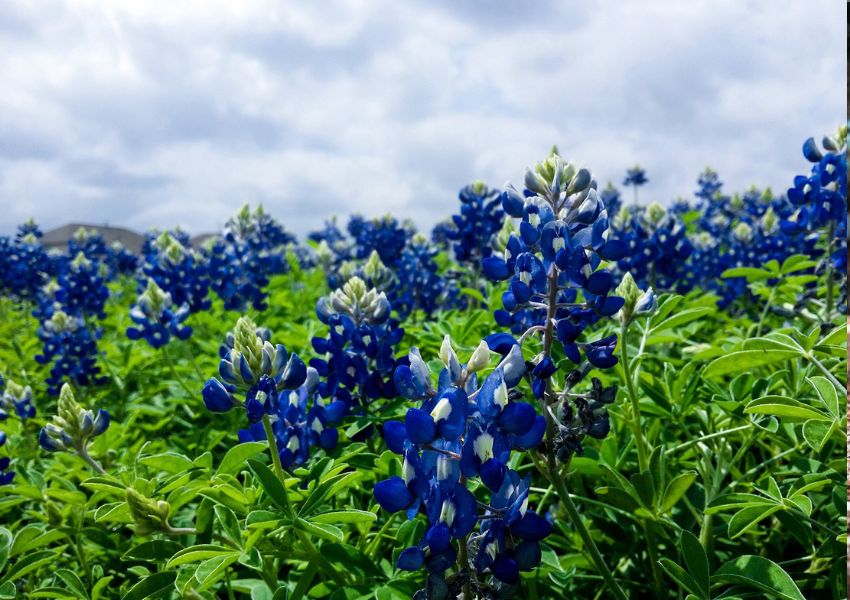 bluebonnet fields