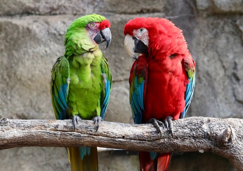Zoo Pride San Antonio