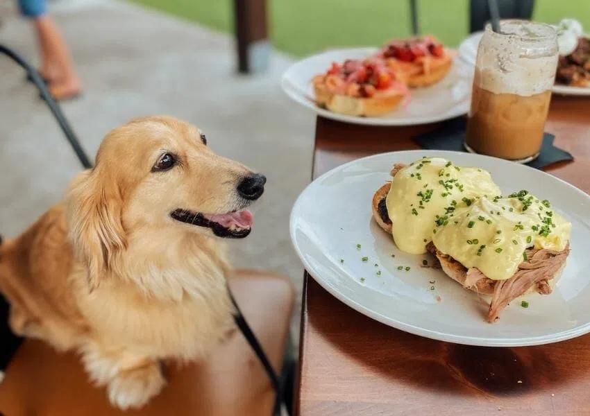 Dog-Friendly Restaurants in Jacksonville