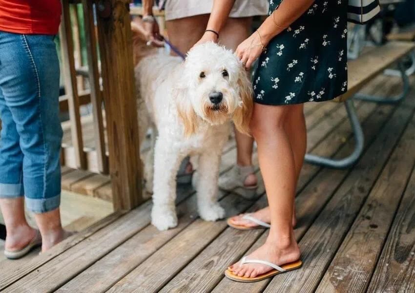 Dog-Friendly Restaurants in Jacksonville