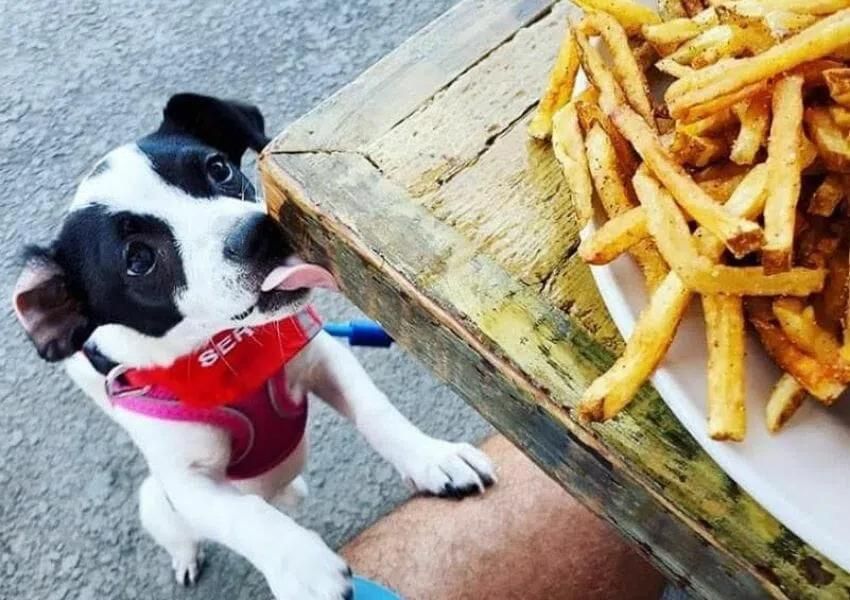 Dog-Friendly Restaurants in Jacksonville