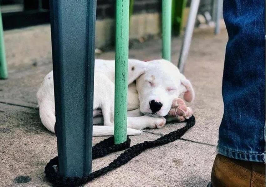 Dog-Friendly Restaurants in Jacksonville