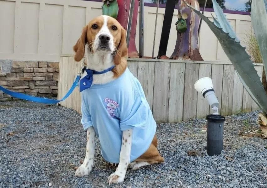 Dog-Friendly Jacksonville Restaurants