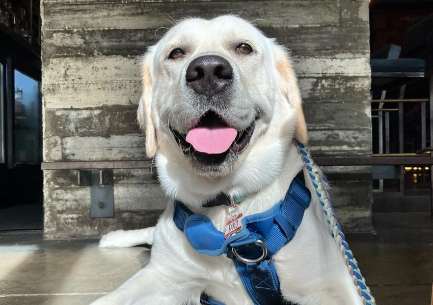 dog friendly spots in tampa bay | best dog friendly places in tampa | dog friendly restaurants in tampa bay | dog friendly tampa hotels