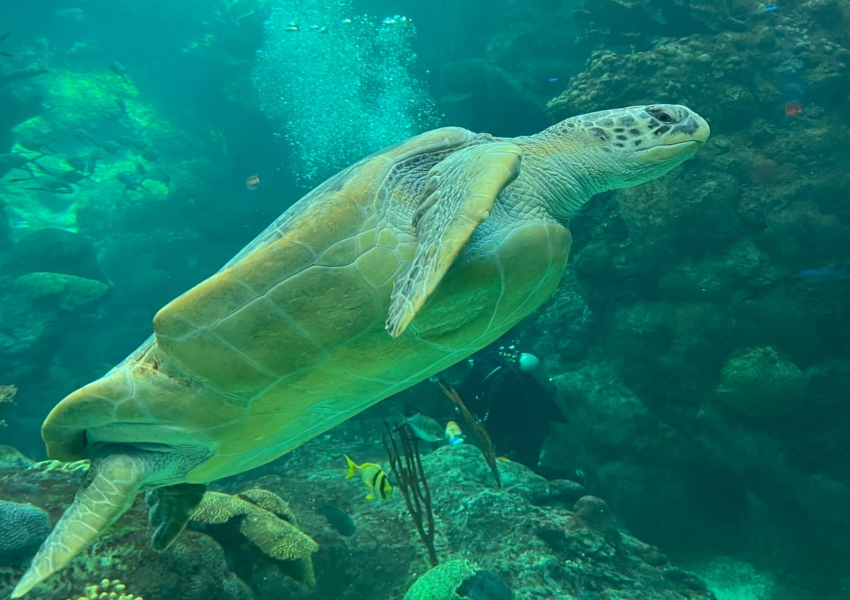 downtown tampa attractions sightseeing tampa downtown tampa things to do nearby