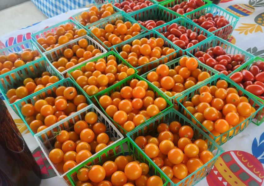 farms in tampa