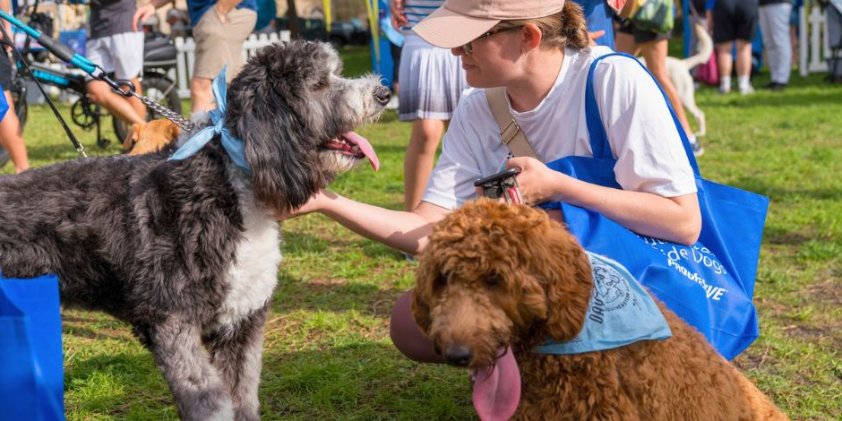 Dogs Day Out Suncoast Walkathon Festival