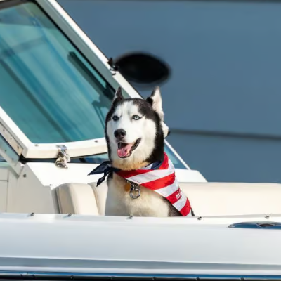 Dog- friendly 