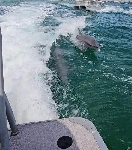 Dolphin Cruise with Snorkeling to Shell Key